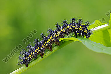 Maivogel Raupe