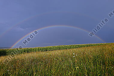 Regenbogen