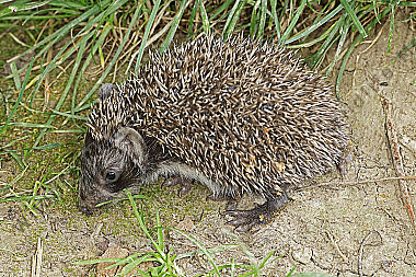 Igel Jungtier