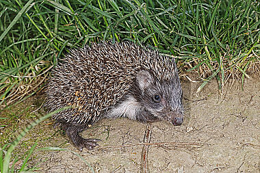 Igel Jungtier