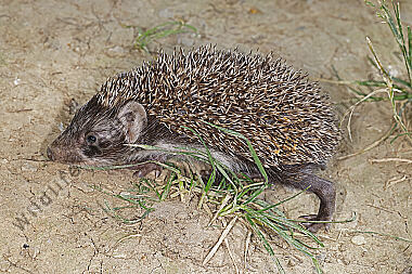 Igel Jungtier