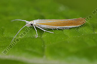 Sackträger Coleophora cytisiella