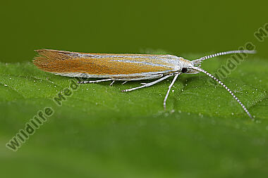 Sackträger Coleophora cytisiella