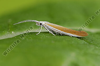 Sackträger Coleophora cytisiella