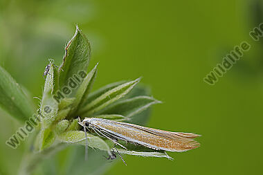 Sackträger Coleophora cytisiella
