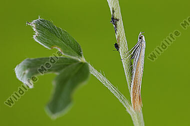 Sackträger Coleophora cytisiella