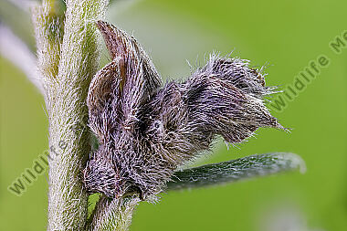 Sackträger Coleophora cytisiella Sack