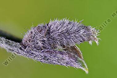 Sackträger Coleophora cytisiella Sack