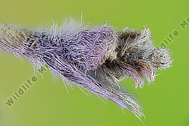 Sackträger Coleophora cytisiella Sack