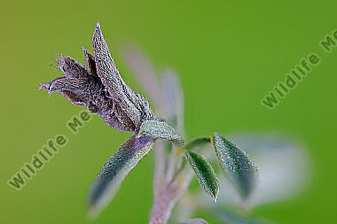 Sackträger Coleophora cytisiella Sack