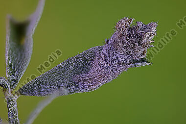 Sackträger Coleophora cytisiella Sack