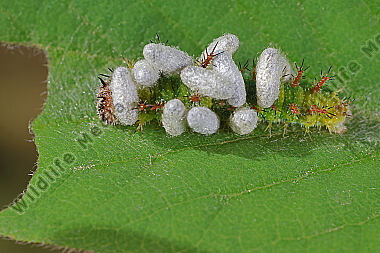 Kleiner Eisvogel Raupe parasitiert