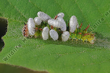 Kleiner Eisvogel Raupe parasitiert