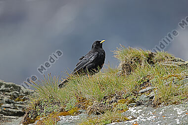 Alpendohle