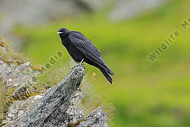 Alpendohle Jungvogel