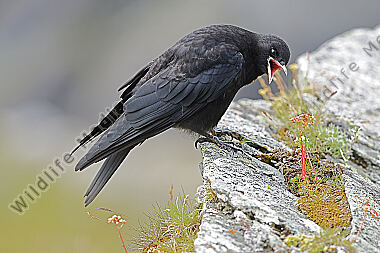 Alpendohle Jungvogel