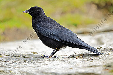Alpendohle Jungvogel