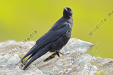 Alpendohle Jungvogel