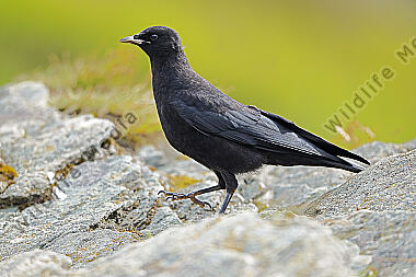 Alpendohle Jungvogel