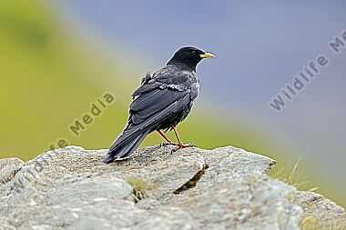 Alpendohle