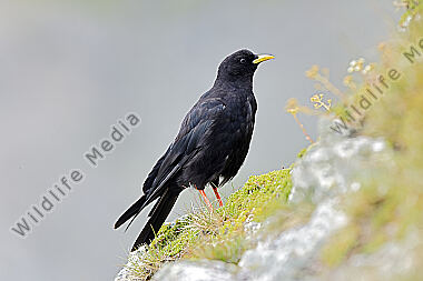 Alpendohle