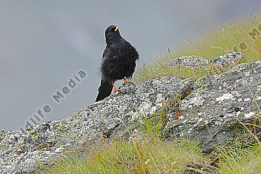Alpendohle