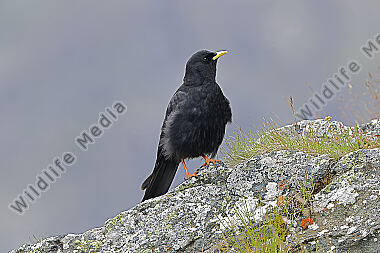Alpendohle