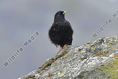Alpendohle