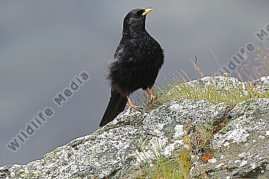 Alpendohle