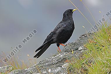 Alpendohle