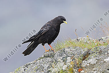 Alpendohle