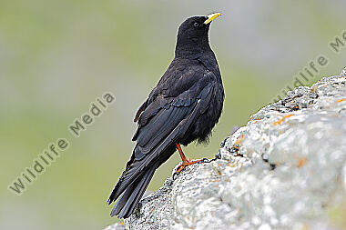 Alpendohle