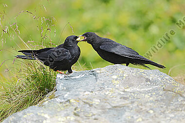 Alpendohle füttert Jungvogel