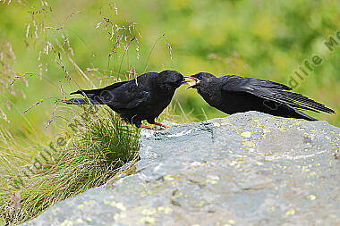 Alpendohle füttert Jungvogel