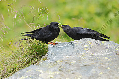 Alpendohle füttert Jungvogel