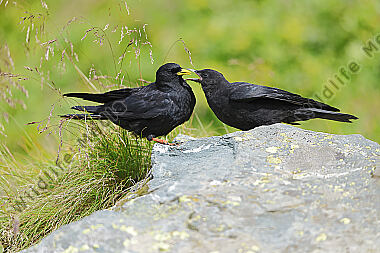 Alpendohle füttert Jungvogel