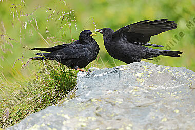 Alpendohle füttert Jungvogel
