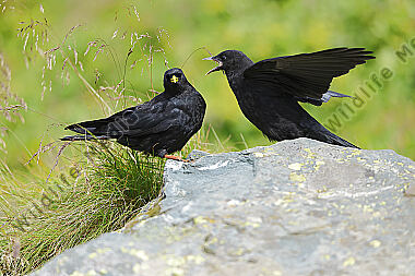 Alpendohle füttert Jungvogel