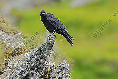 Alpendohle Jungvogel