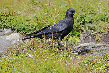 Alpendohle Jungvogel