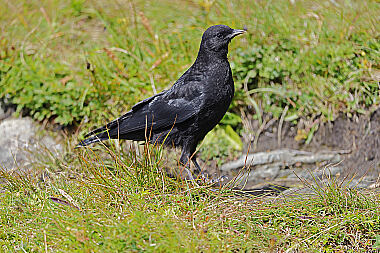Alpendohle Jungvogel