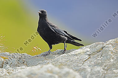 Alpendohle Jungvogel