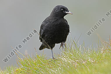Alpendohle Jungvogel