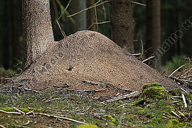 Rote Waldameise Haufen