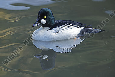 Schellente Männchen