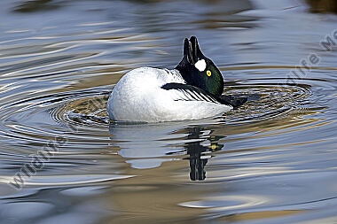 Schellente Männchen