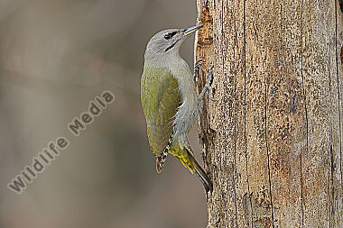 Grauspecht Weibchen