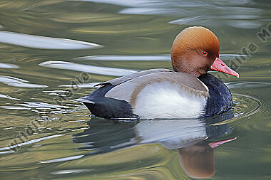 Kolbenente Männchen