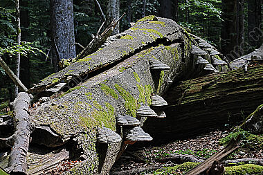 Europäischer Primärurwald