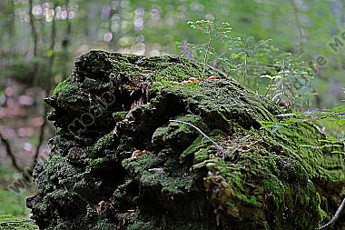 Europäischer Primärurwald